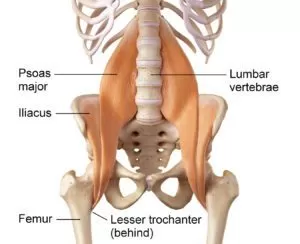 Psoas-muscle-300x244 Why You Need To Address Back Pain For Neck Pain Relief
